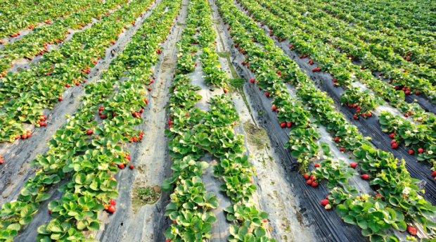 Image of a strawberry field.