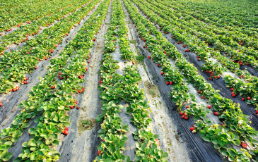 Image of a strawberry field.