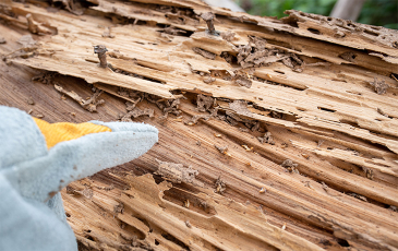 Brown damaged wood