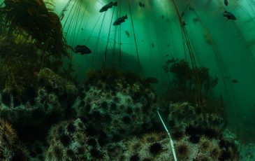 An underwater scene showing sea urchins and seaweed in murky green water