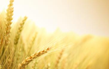 Wheat_Small_resolution