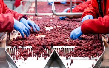 Workers on an assembly line handling raspberries